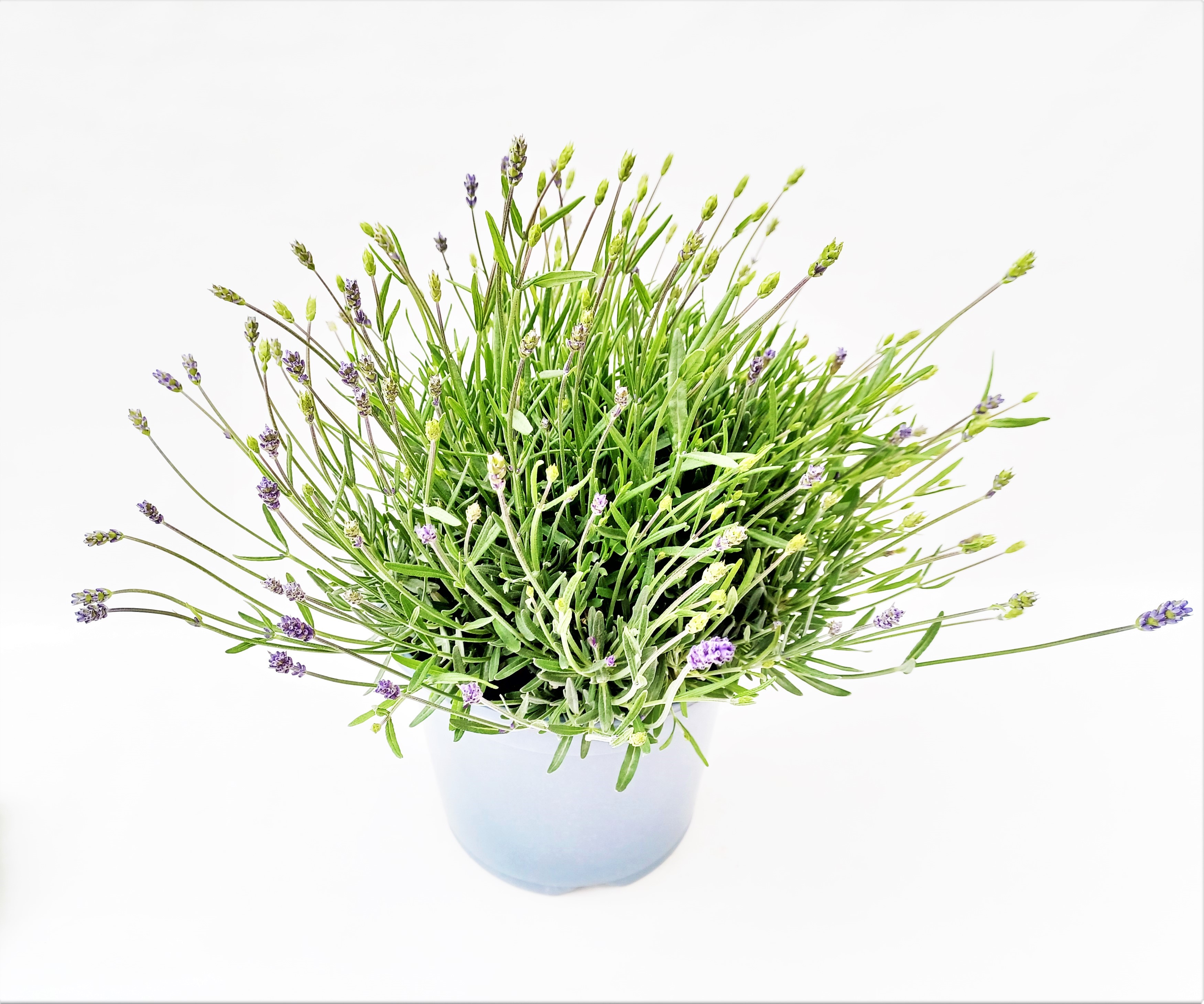 Marys Lavendel