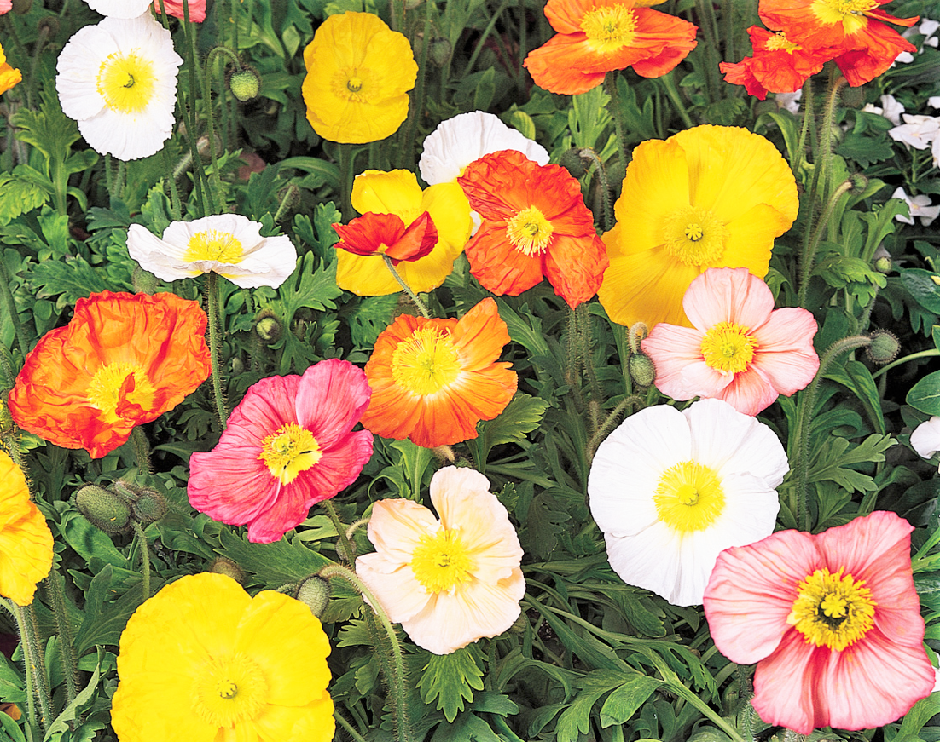 Marys Islandmohn