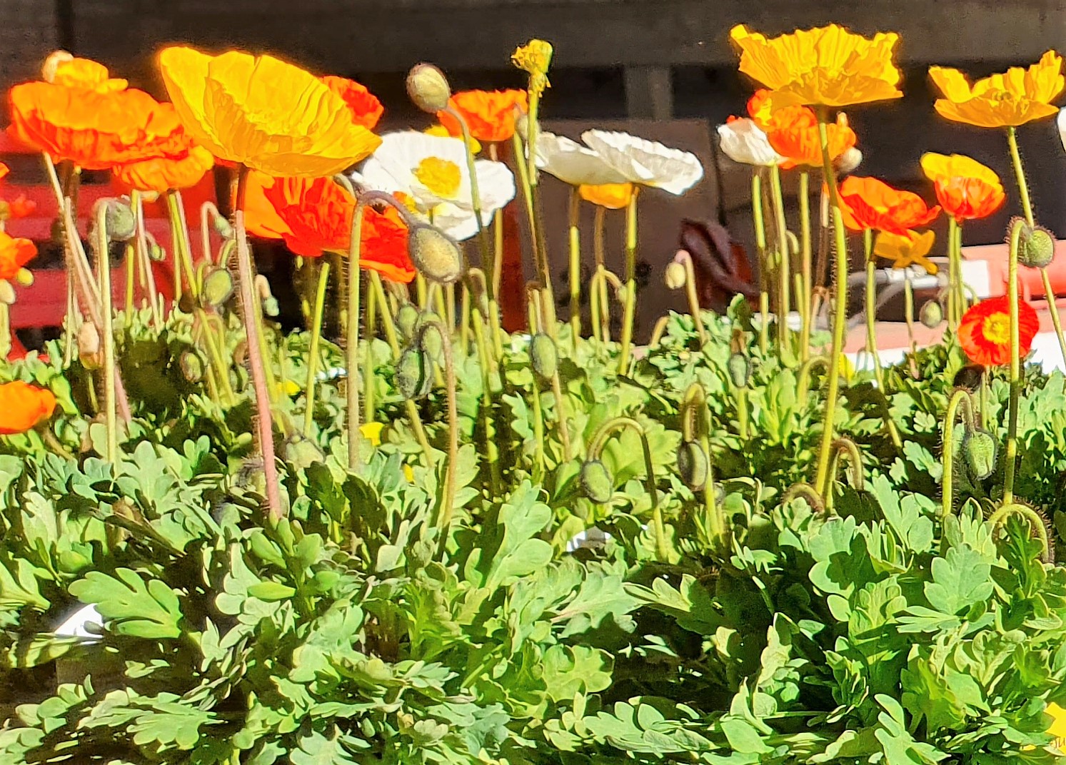 Marys Islandmohn