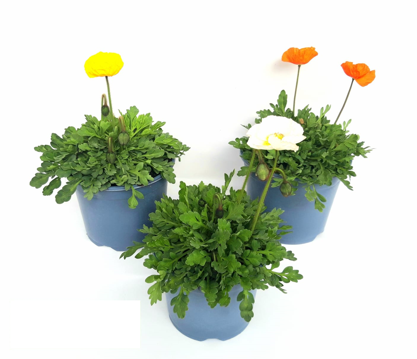 Marys Islandmohn