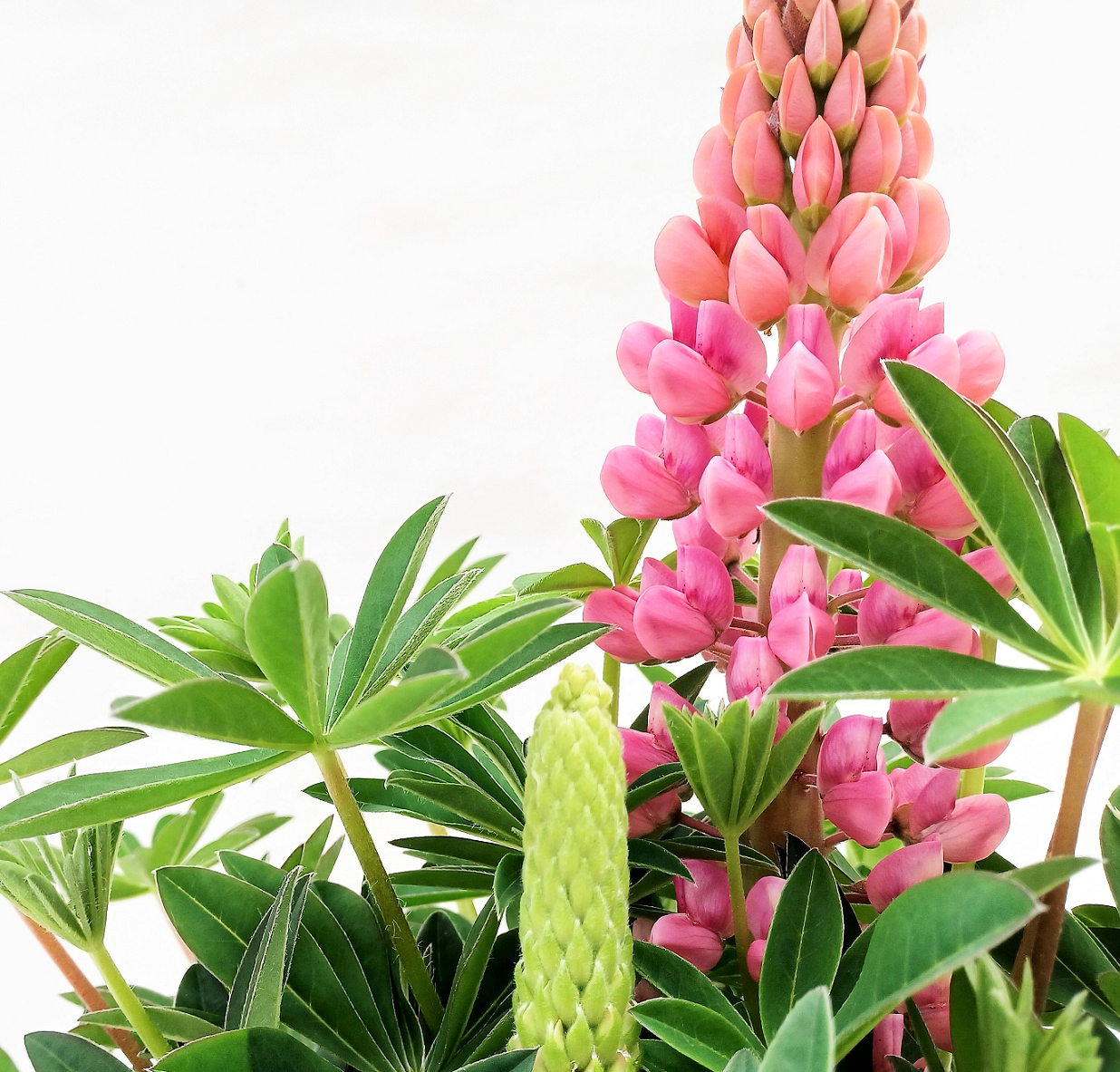 Marys Lupine
